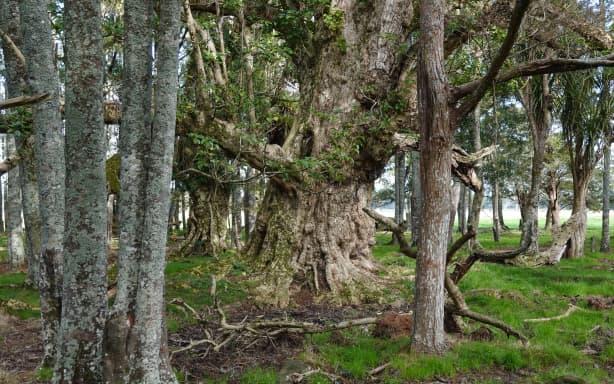 Large, old pūriri trees like this one on the Bryham property make an ideal home for many native species.