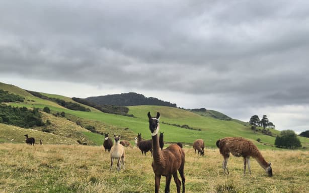 A love of fibres saw a Southland woman build her own herd of llama, Guanaco and Gotland sheep.
