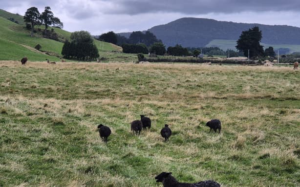 The Gotland sheep came later, a breed popular for their dark and grey-toned wool.