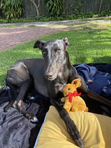 Ophelia the greyhound is seeking a new home after the end of racing in NZ.