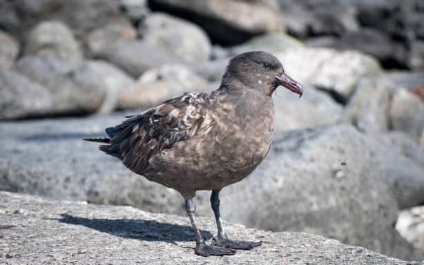 A brown skua photographed on Amsterdam Island in the southern Indian Ocean.