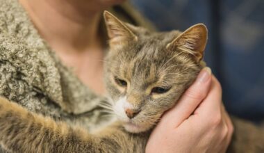 Tribunal orders return of ‘Moggy’ after police called in over ‘cat conversion’ case