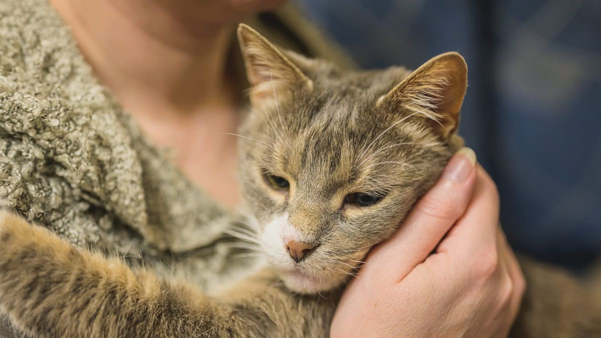 Tribunal orders return of ‘Moggy’ after police called in over ‘cat conversion’ case