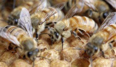 Pastures Past: The challenges facing New Zealand’s early bee keepers