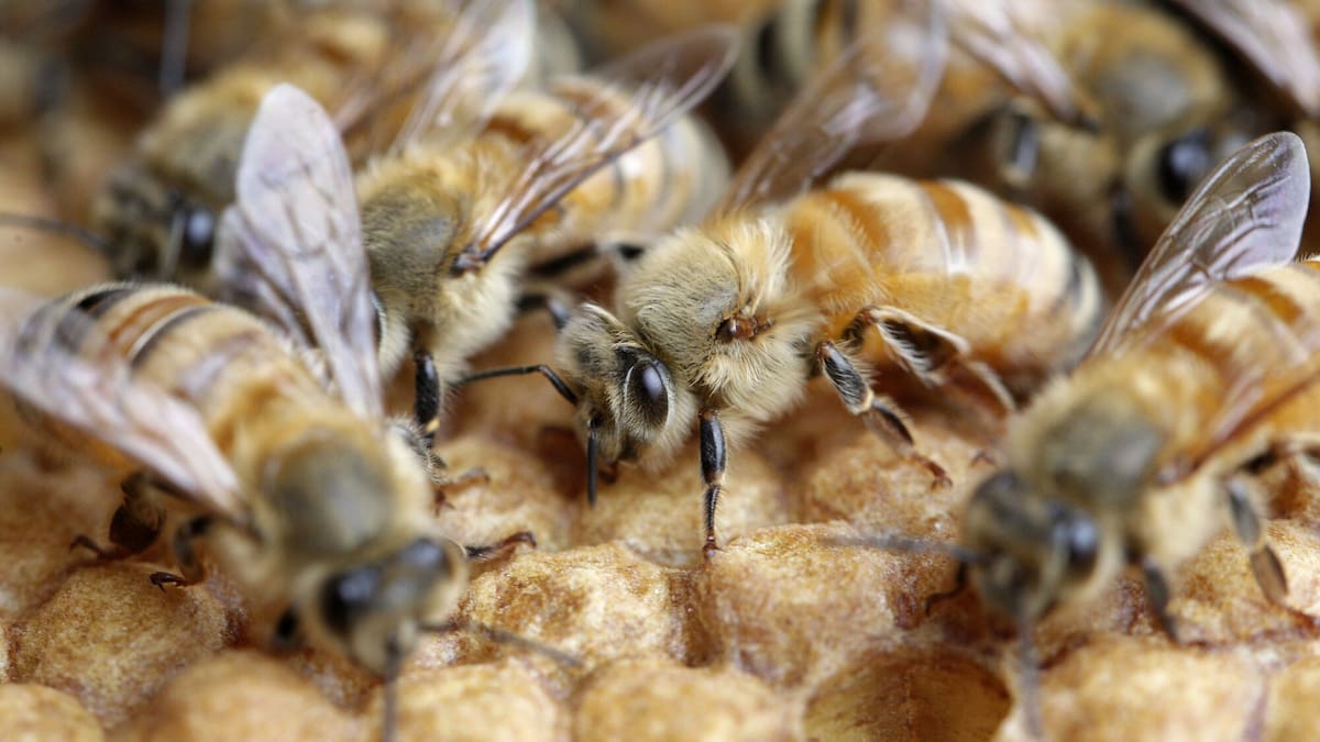 Pastures Past: The challenges facing New Zealand’s early bee keepers