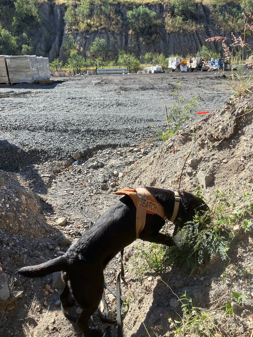A dog poking his head into a mound of dirt