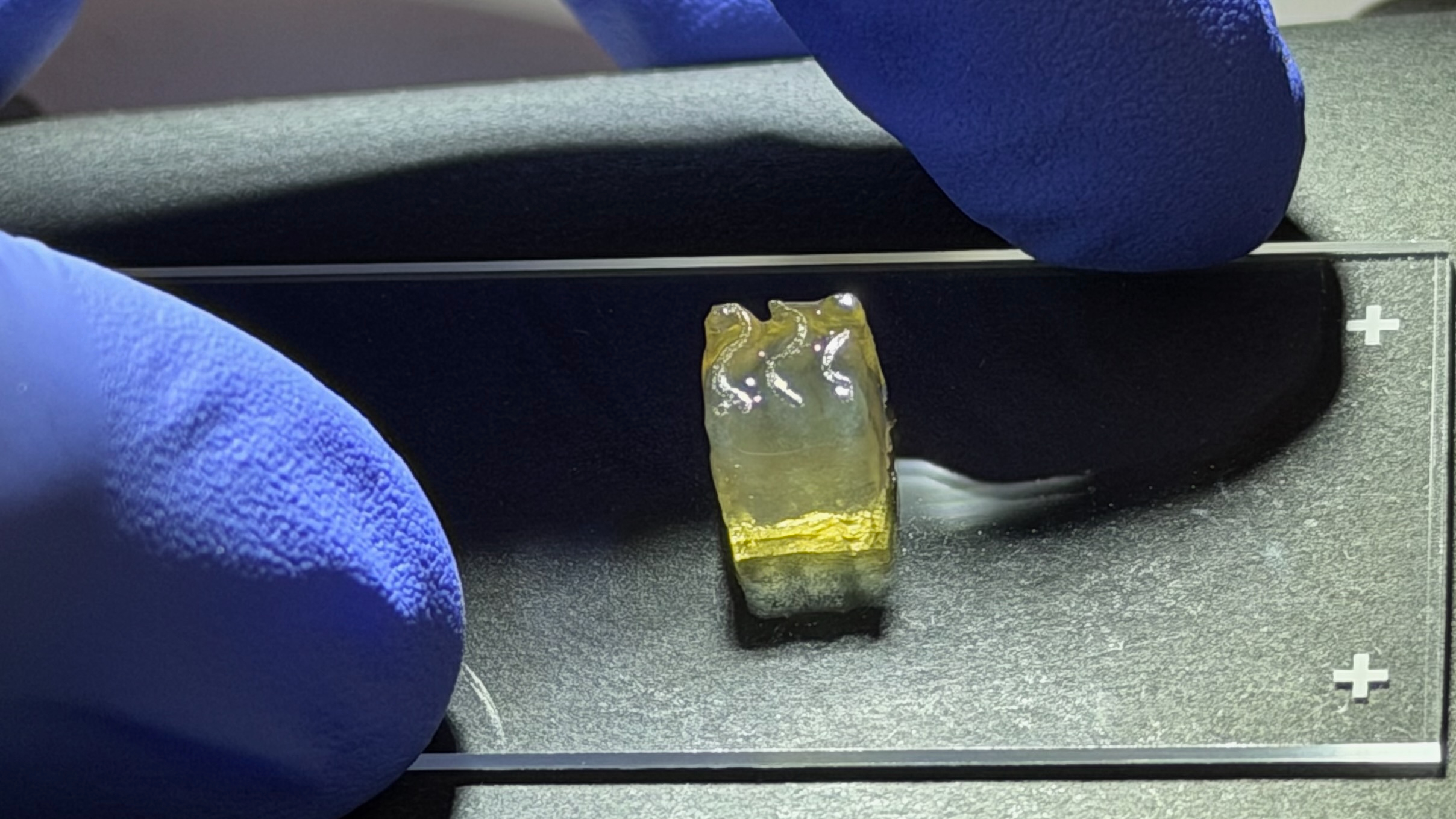closeup photo of a small, amber-colored cube on a glass microscope slide that's held by a purple-gloved hand