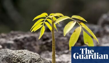 Legal logging and soaring saplings: the ‘green islands’ bucking the deforestation trend in central America | Environment