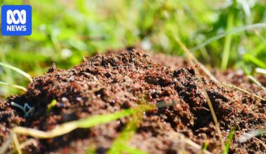Business fined $1,200 after sparking fire ant scare in Central Queensland