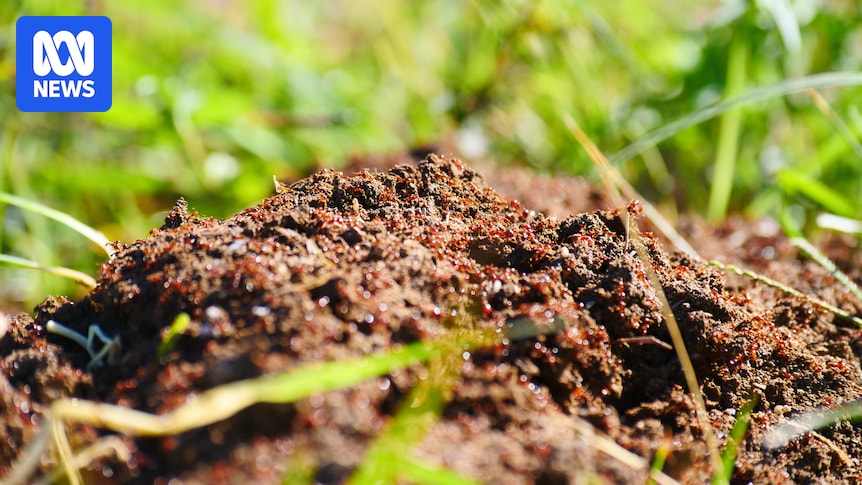 Business fined $1,200 after sparking fire ant scare in Central Queensland