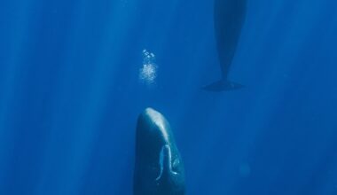 Sperm whales resting