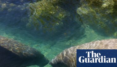 ‘Death sentence’: Trump’s EPA to open habitats of endangered species to logging and mining | Trump administration