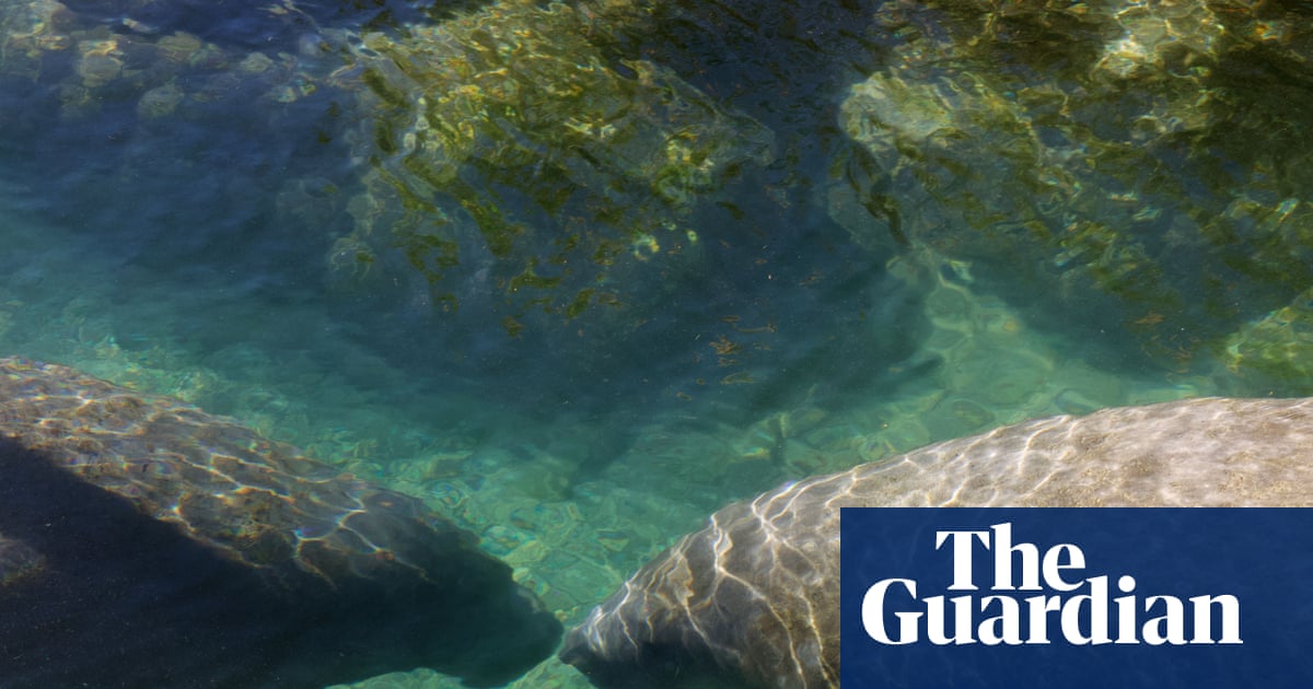 ‘Death sentence’: Trump’s EPA to open habitats of endangered species to logging and mining | Trump administration