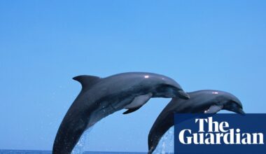 Dolphins increasingly rely on trawlers for food in overfished Adriatic, say scientists | Dolphins