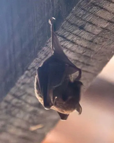 A bat hangs upside down from the wooden roof of an old rural house in Brazil.Credit: Getty