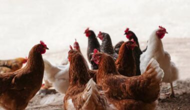 'Disbelief': US farmer shares hard lessons from bird flu outbreak - NZ Herald