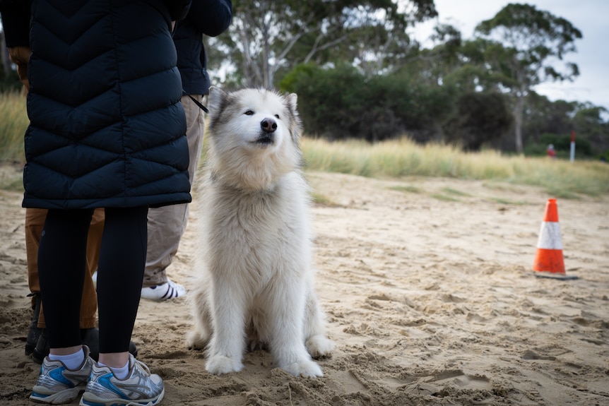 A large fluffy, light-coloured dog on a short lead sits on a beach next to his owner whose legs are visible.