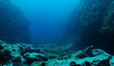 New Predator Emerges From the Deepest, Darkest Part of the Ocean