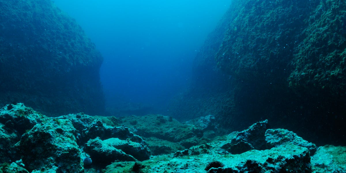 New Predator Emerges From the Deepest, Darkest Part of the Ocean