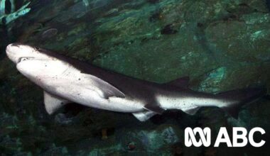 Expert explains why it's 'unusual' a sevengill shark was involved in Bruny Island attack