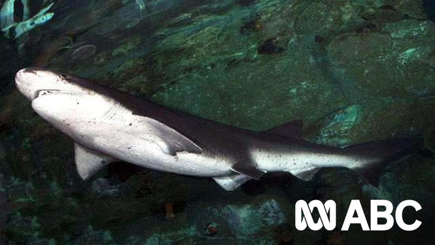 Expert explains why it's 'unusual' a sevengill shark was involved in Bruny Island attack