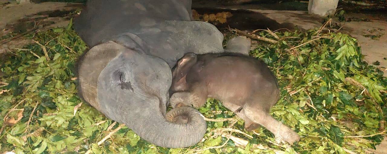 Bhawani sleeping with another orphaned calf Durga 60d1c5bd-776c-42a2-ac5e-ae599ef424b7_Bhawani_sleeping_with_Durga_a_sister_like_another_orphaned_calf.jpg