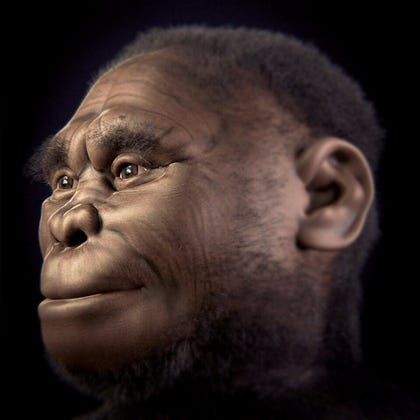 Flores man, at least according to archaeological forensic facial reconstruction. Credit: Cicero Moraes et al Flores man, at least according to archaeological forensic facial reconstruction.