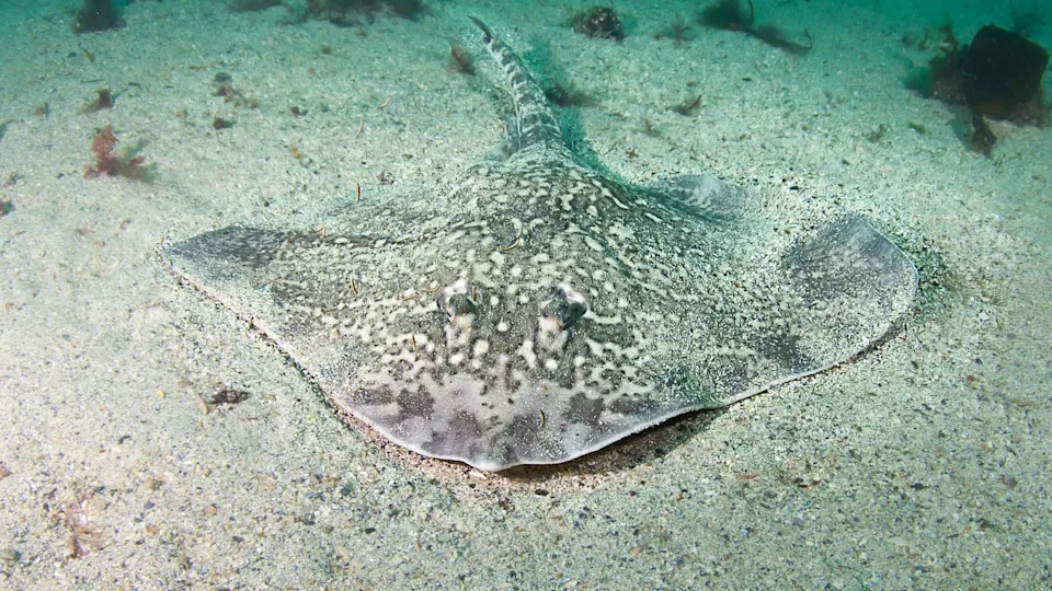 Thornback Ray