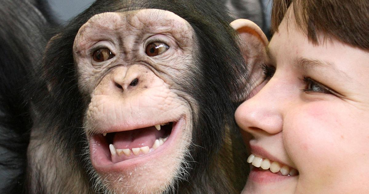 Humans and apes show similar rhythmic pattern in laughter