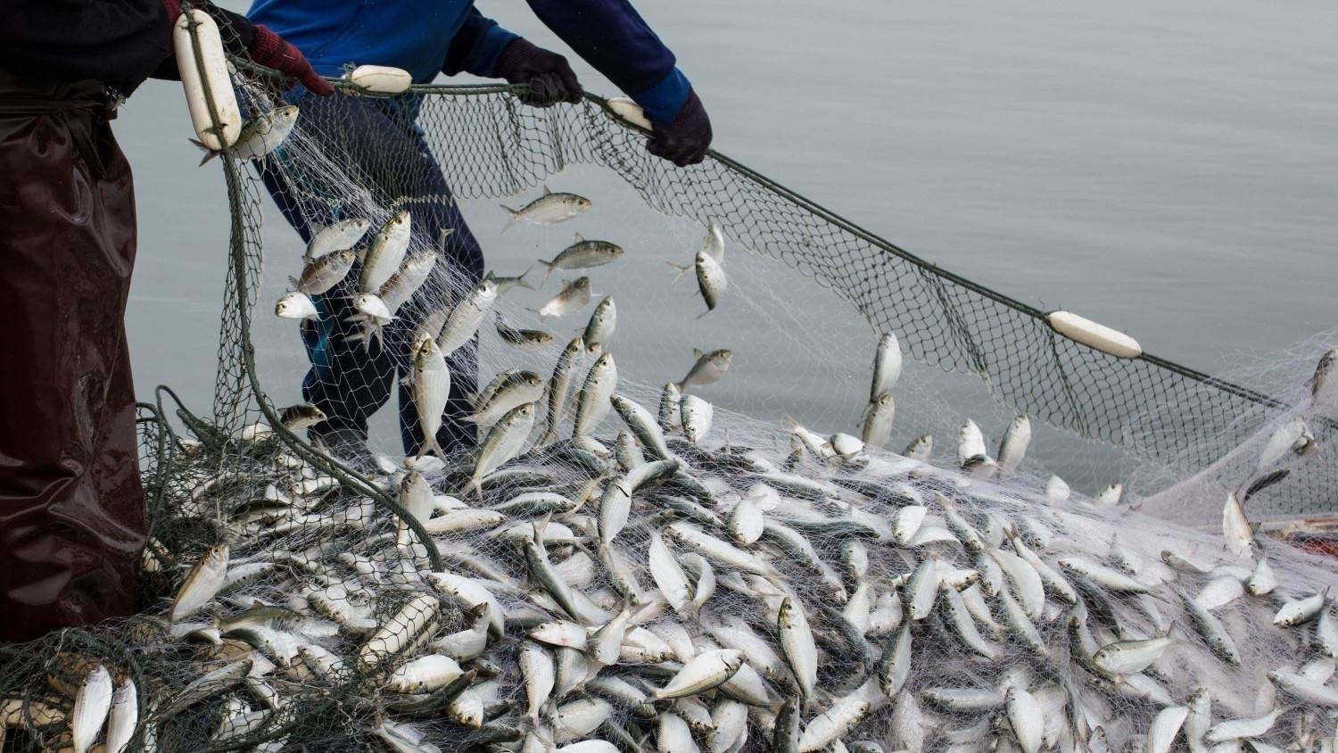 Türkiye targets $3 billion in aquaculture exports by 2028: Minister