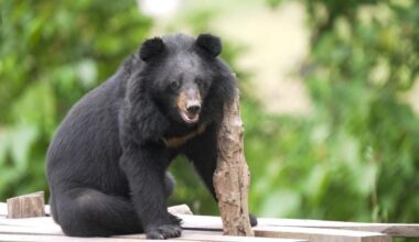 Moon bears feel grass for first time after rescue from illegal farm | National