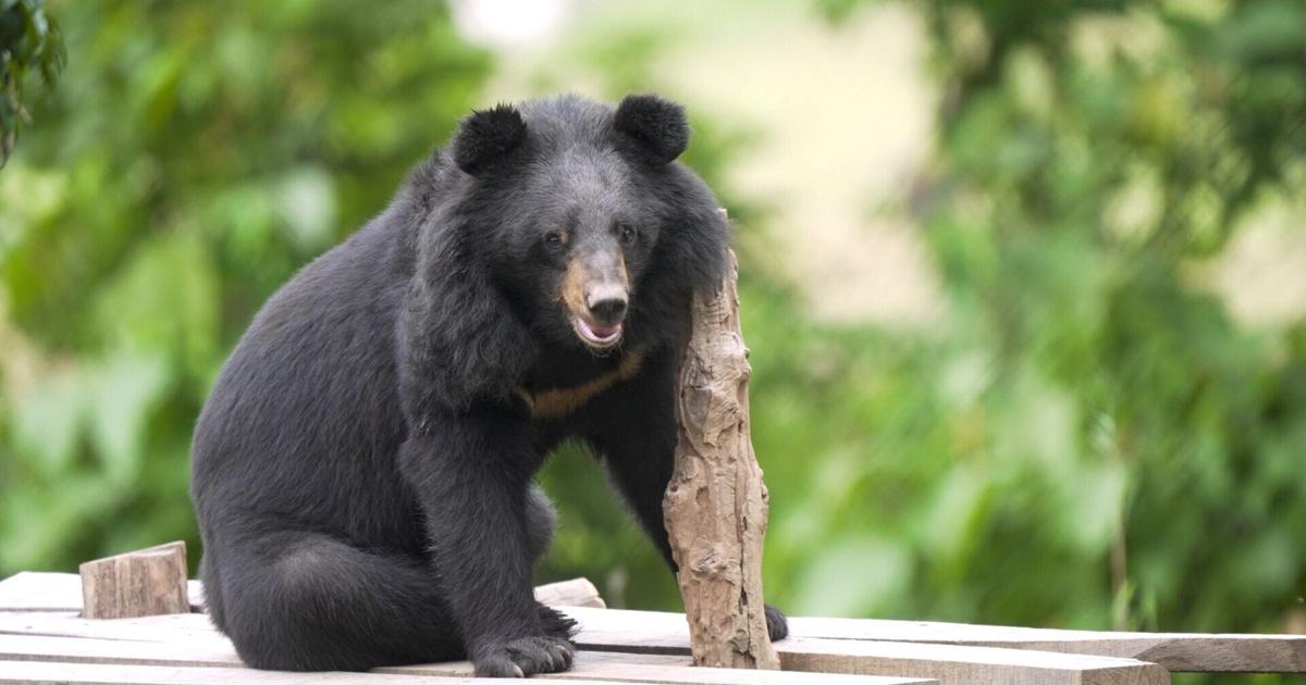 Moon bears feel grass for first time after rescue from illegal farm | National