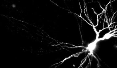 Dendrites may be key to learning and memory, study suggests