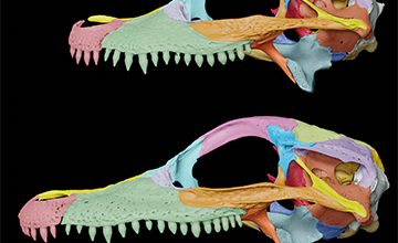 A New Approach for Paleontologists When Identifying Vertebrae Fossils?