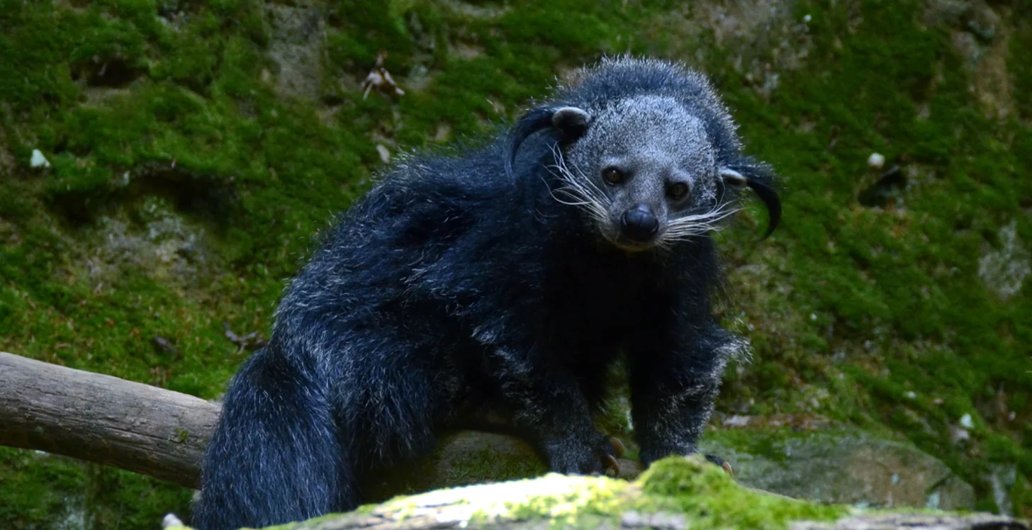 A binturong, a dark-furred animal with a stocky build and distinctive white whiskers, stands on a moss-covered log and rock, facing the camera against a background of green moss and stone.