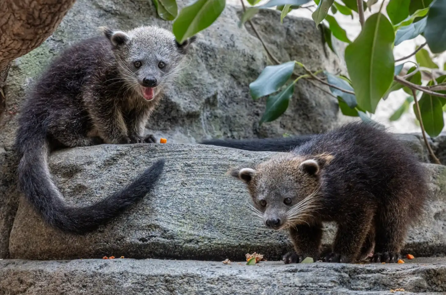Two binturong babies on gray stone surfaces surrounded by rocks and green foliage. The binturong in the background has its mouth open; the one in the foreground looks toward the camera.