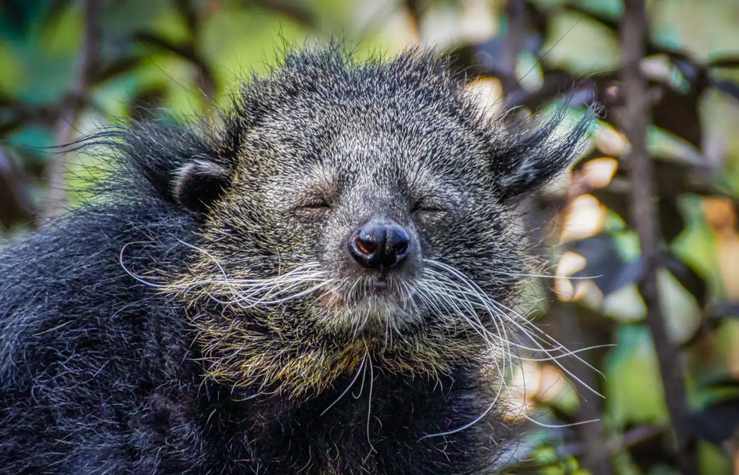 Close-up of a binturong's face with eyes closed, prominent whiskers, and dark fur with lighter coloring around the muzzle and chin.