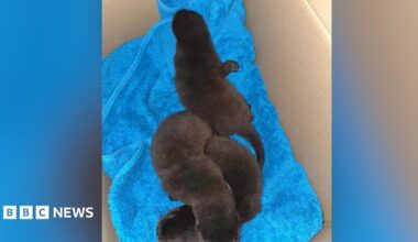 Otters on a blue towel