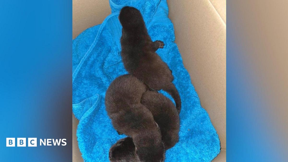 Otters on a blue towel