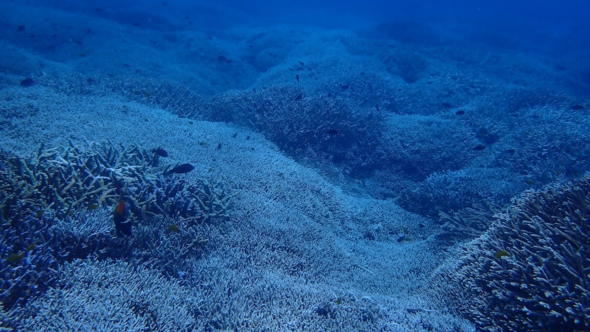 Bleached coral around Lady Elliot Island February 2024