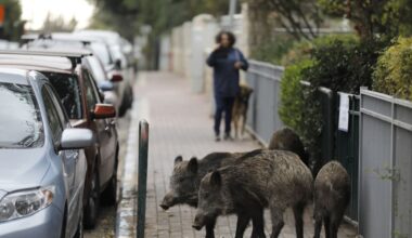 The Jerusalem Post - Israel News