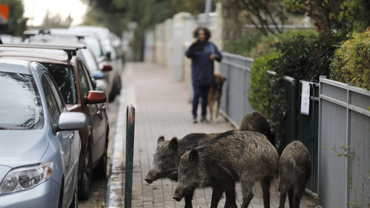The Jerusalem Post - Israel News