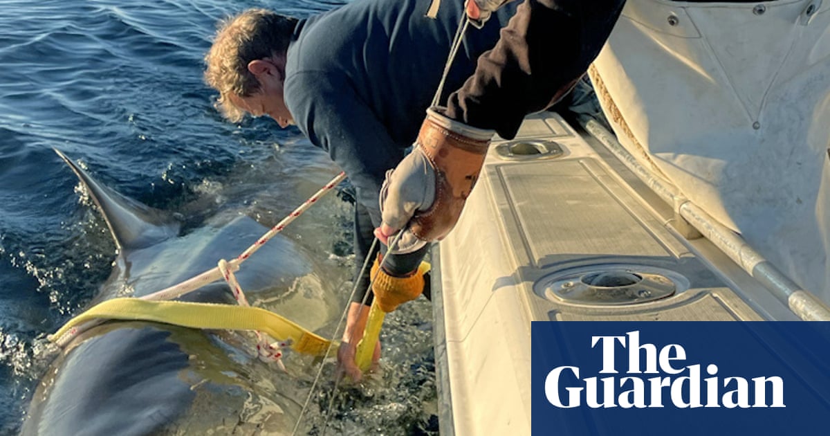 Huge great white spotted traveling up US and Canada as shark sightings surge | US news