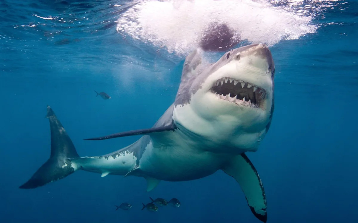 Shark attacks are rising in Australia. Green activists don’t want to admit why
