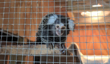 Monkey found abandoned on London bus nicknamed Oyster