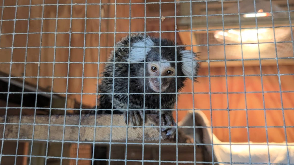 Monkey found abandoned on London bus nicknamed Oyster