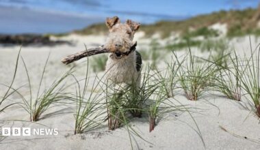 A wire fox terrier with a stick in his mouth stands on a sandy beach. He is surrounded by beachgrass.
