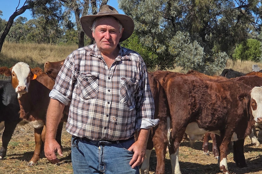 A man wearing a cowboy hat stands in front of cattle.