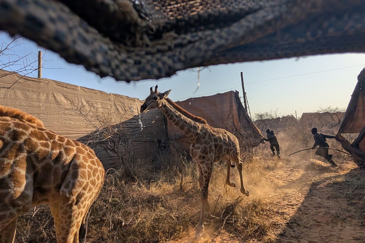 Angolan giraffe capture in Namibia