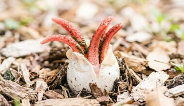 This real mushroom looks exactly like a cartoon character and the internet is losing it